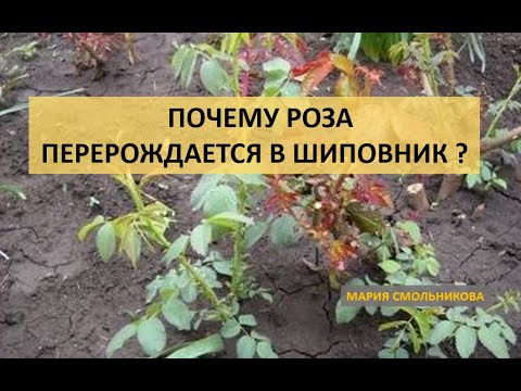 Видео: Почему роза перерождается в шиповник ???