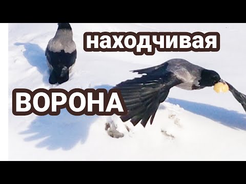 Видео: Вот такая ВОРОНА!