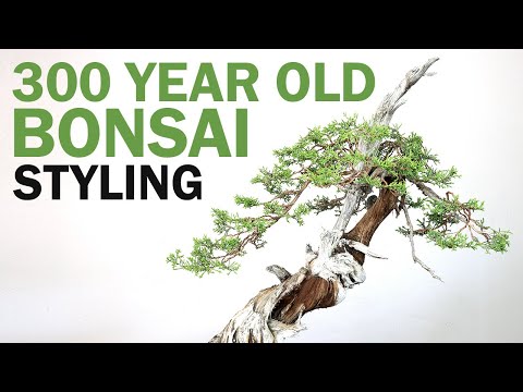Видео: 300-летний бонсай: калифорнийский можжевельник Джона Нака