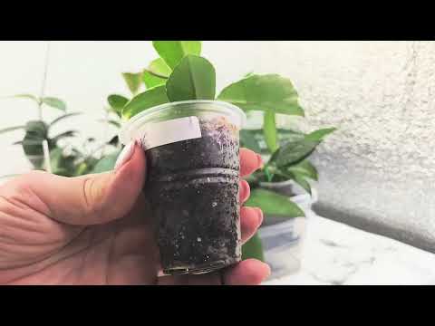 Видео: ИЗЛИШКИ растений на 25.09.25г 🌸ч1🌿🌺☘️#комнатныерастения #растения #цветы #plants