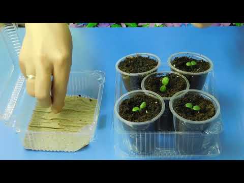 Видео: Плющелистная пеларгония из семян ! От семян до цветов !