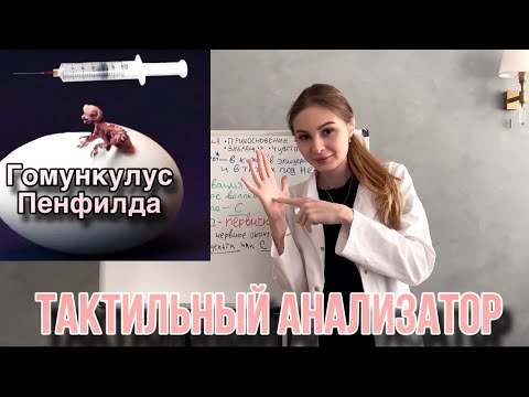 Видео: Физиология| Тактильная рецепция 🤚🏻|Соматосенсорная кора