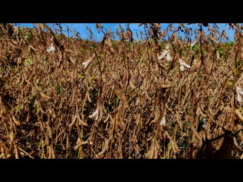 Видео: Стан сої на 08.09.23😢Чому тріскають стручки?😱Що робити?