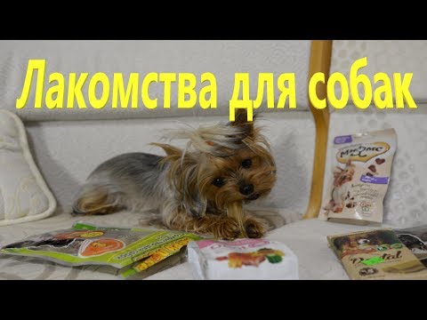 Видео: Лакомства для собак. Йорки Мишель и Моника