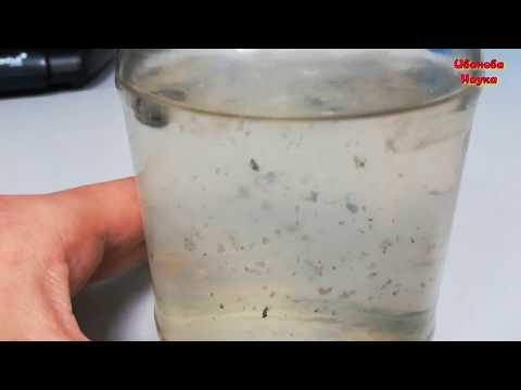 Видео: Выращивание триходермы без крупы и зерна. И еще кое-что интересное.