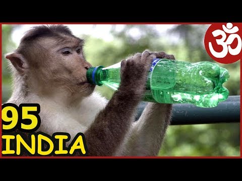 Видео: ОСТРОВ ЭЛЕФАНТА ШОПИНГ. Смешные ОБЕЗЬЯНЫ и ЧАЙКИ ИНДИЯ 95