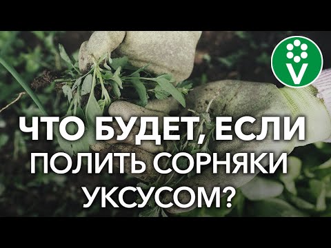 Видео: Как уничтожить сорняки? Проверяем популярные рецепты из интернета