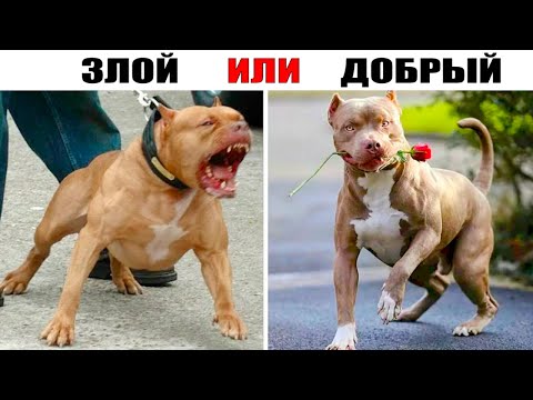 Видео: Питбуль или Американский Питбультерьер - самая противоречивая порода!