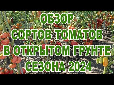 Видео: Обзор сортов томатов в открытом грунте сезона 2024