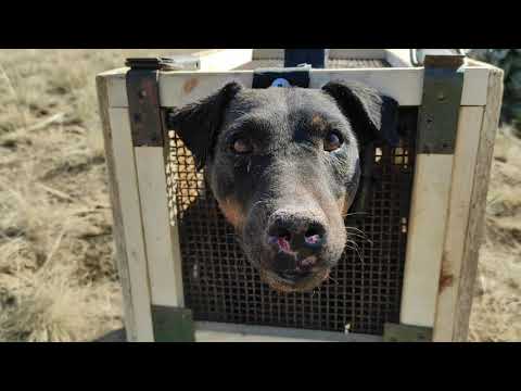Видео: Охота на барсука. Глубокая нора. Неудачная охота.German jagdterrier.