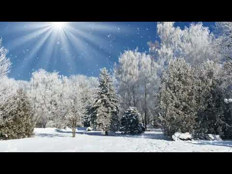 Видео: 23.12.2022 "Зима. Дерева."  (Дитина в природі)