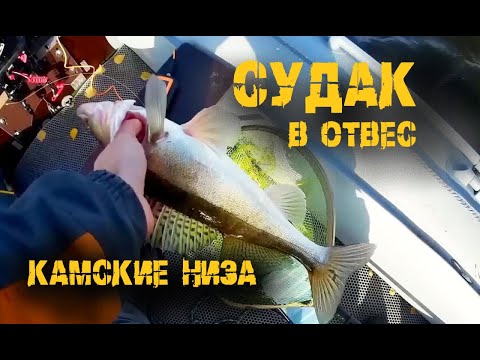 Видео: Судак в отвес, захватывает! Ловля капризного осеннего судака, р.Кама.