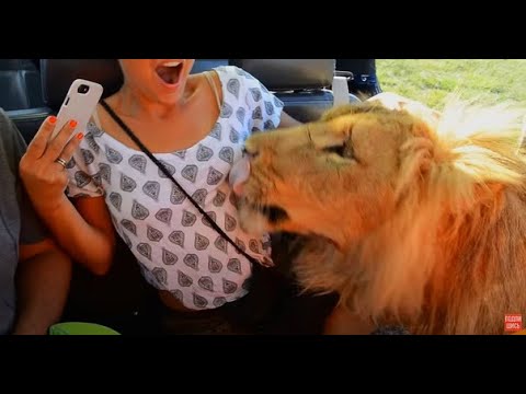 Видео: Лев подошёл и просто ПОЛОЖИЛ ГОЛОВУ девушке на колени!