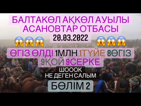 Видео: Балтакол. Асановтар отбасы Ақкөл ауылы Балтабай мырзанын көкпар додасы 20 03 2022 Кокпар Бөлім 2