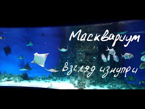Видео: Москвариум - взгляд изнутри. Интервью с Алексеем Казакевичем