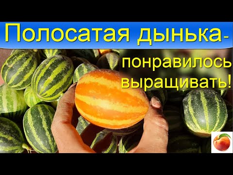 Видео: Дыня Выращивание  полосатая дыня  Вьетнамская дыня Хорошо растет и в Сибири