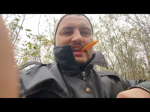 Видео: Охота. БЕЛАРУСЬ. Капканы. Бобр. 2025