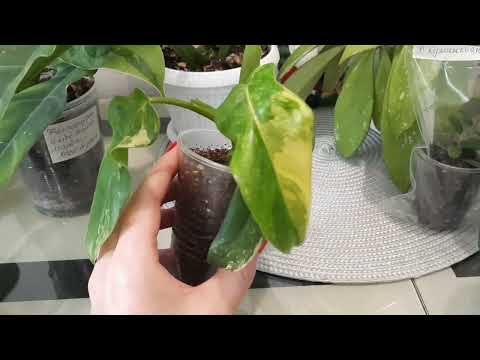 Видео: /Излишки комнатных растений почтой:синги,хойи,аглаши,филы/😘😘