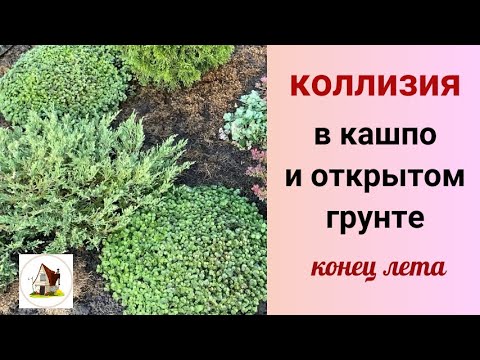 Видео: Коллизия конец лета. В кашпо и грунте.