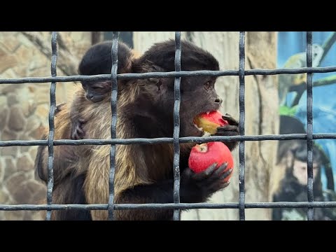 Видео: Капуцины любят позадирать маготов! Парк львов Тайган ❤️ 