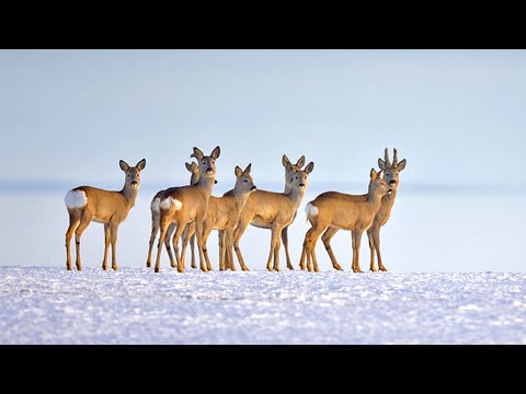 Видео: Нашествие косуль в Омской области | Нашел несколько сотен косуль в угодьях