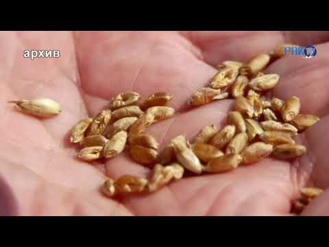 Видео: Новаторский подход и профессионализм. Как сегодня работает Гродненская птицефабрика?