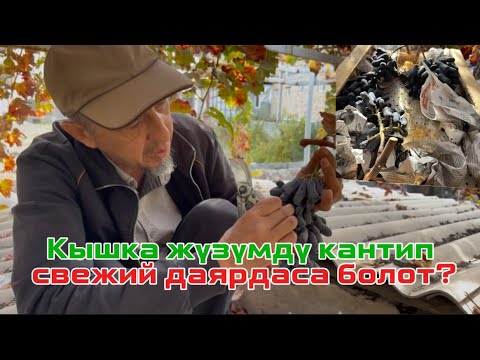 Видео: Кышка жүзүмдү кантип свежий даярдаса болот?