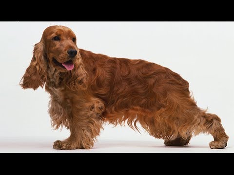 Видео: Хочу собаку. Английский коккер-спаниель | Телеканал "Мама"