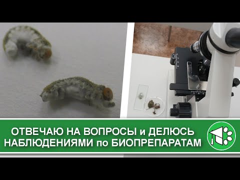 Видео: Отвечаю на вопросы: триходерма по листу, борьба с серой гнилью и боверия против гусениц
