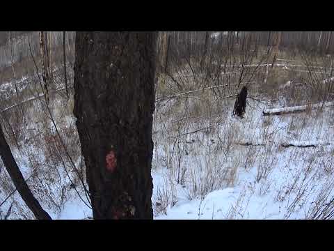 Видео: Охота на косулю .