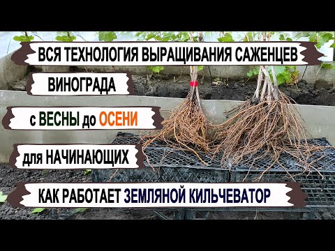 Видео: 🍇 Как вырастить ТАКИЕ САЖЕНЦЫ ВИНОГРАДА. Не выпревают, не вымерзают. Земляной кильчеватор в работе.