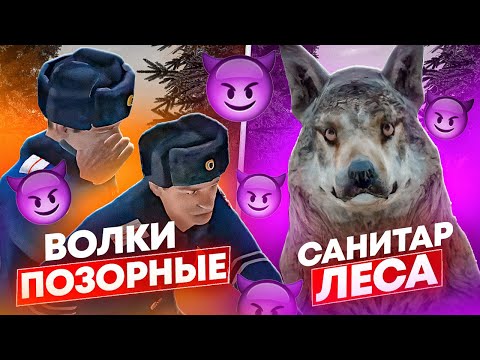 Видео: ВОЛК ПОПАЛ В ГОРОД И ....