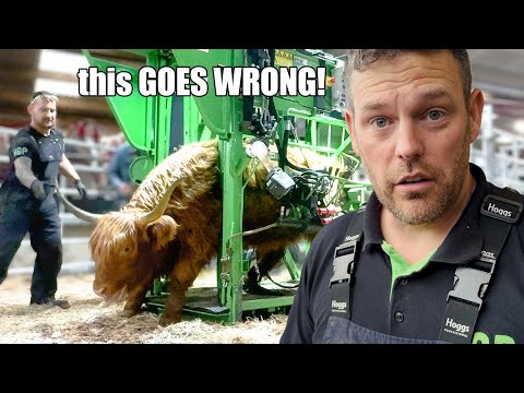 Видео: ДИКИЕ ГОРНЫЕ КОРОВЫ... и стрижка САМОЙ МАЛЕНЬКОЙ КОРОВЫ В МИРЕ!!! 😡