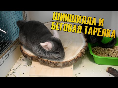 Видео: Беговая тарелка для шиншиллы