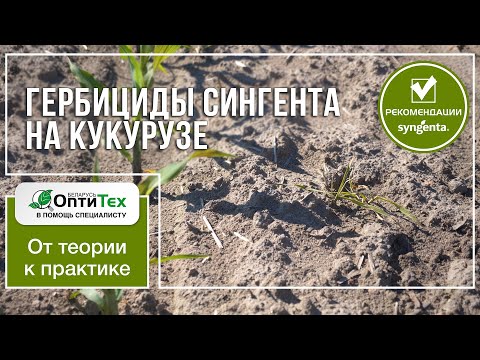 Видео: Гербициды Сингента на кукурузе. Как и когда применять?