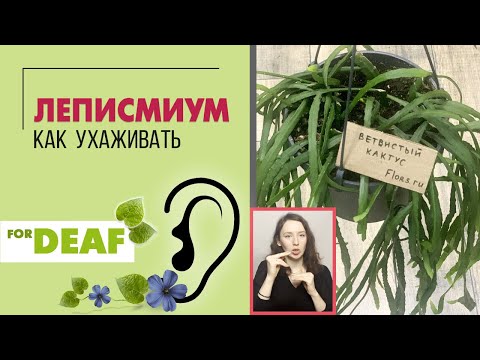 Видео: Леписмиум - кактус или нет{ СУРДОПЕРЕВОД } Шикарное неприхотливое ампельное растение для южного окна