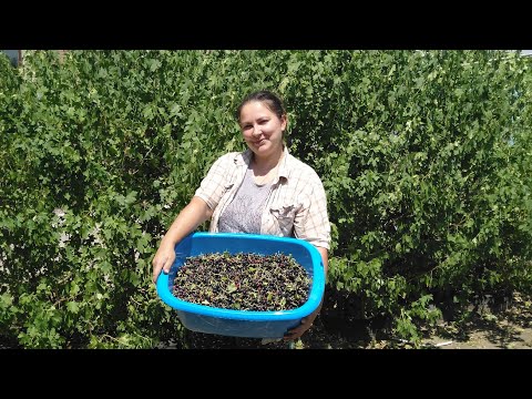 Видео: Смородина Репис(золотистая).