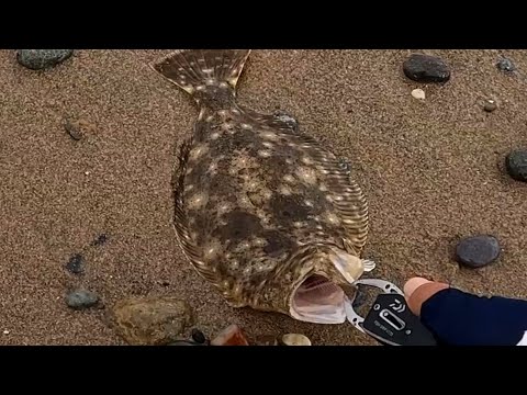 Видео: Морская рыбалка с берега в Южной Корее