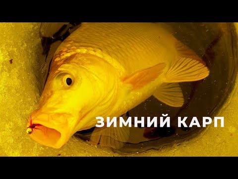 Видео: ЛОВЛЯ КАРПА ЗИМОЙ ИЗ ЛУНОК
