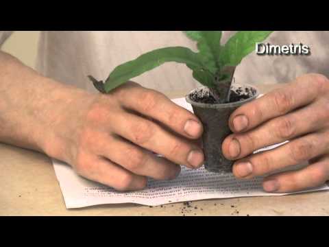 Видео: Осень. Биологические часы. Цикличность в жизни растений.