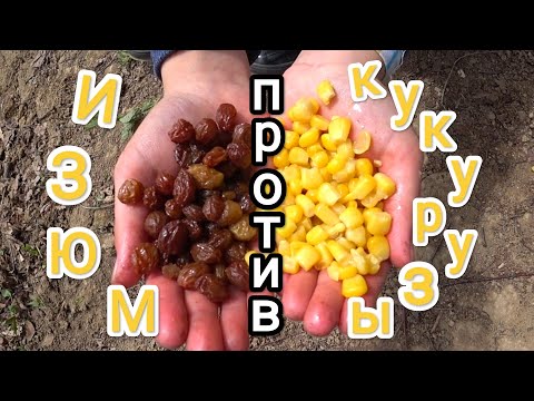 Видео: ВОТ ОТ ЧЕГО ДУРЕЕТ РЫБА ! СУПЕР КЛЁВ НА ПОПЛАВОК И ФИДЕР ! КУКУРУЗА ИЛИ ИЗЮМ БОЛЬШЕ НРАВЯТСЯ РЫБЕ ?
