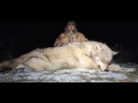 Видео: ОХОТА на ВОЛКОВ!ДОБЫЛИ ЕЩЕ ОДНОГО ИЗ СТАИ!