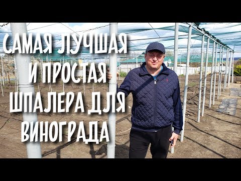 Видео: Самая лучшая и простая шпалера для винограда !!!