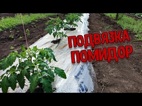 Видео: Простейшая подвязка помидор