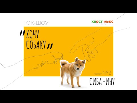 Видео: Ток-шоу «Хочу собаку». Сиба-ину – особенности темперамента, секрет хорошей шерсти и правила общения