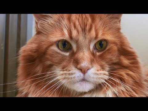 Видео: Кошачья логика: порода мейн-кун и вакцины для кошек