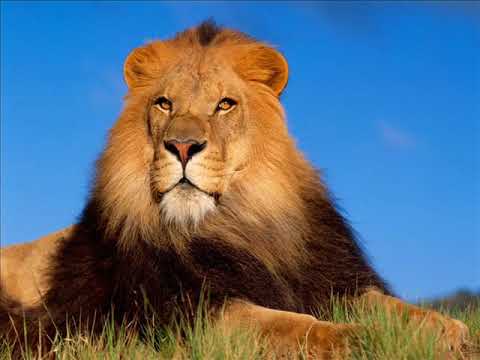 Видео: Марс во Льве