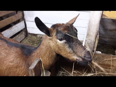Видео: Кормить ли зерновыми 🐐 до окота и наши козлята 2018го