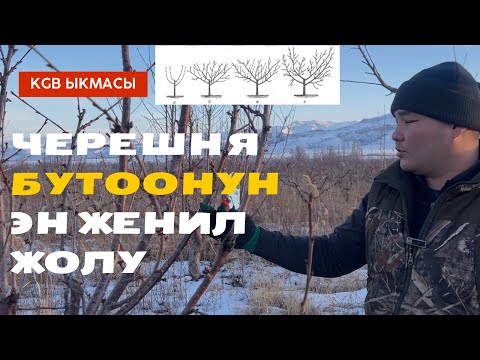 Видео: Черешняны кантип туура бутайбыз? КГБ ыкмасы.