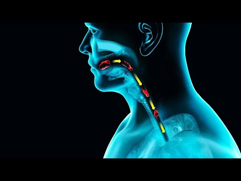 Видео: Подъязычная кость, над подъязычные мышцы, дыхание и глотание.